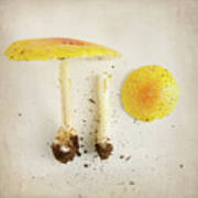 Mushrooms 1 Poster