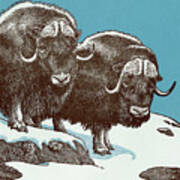 Musk Oxen Poster