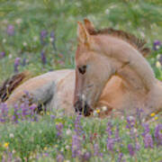 Wild Mustang Foal In The Wildflowers Poster
