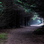 Narrow Path Through Foggy Mysterious Forest Poster