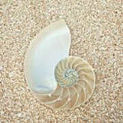 Nautilus Shell On Sand Poster