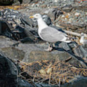 Nesting Gull At Halfway Rock In Casco Bay Poster