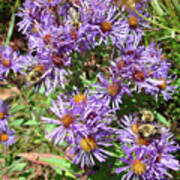 New England Aster 16 Poster