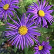 New England Aster 17 Poster
