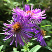 New England Aster 8 Poster