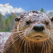 North American River Otter Poster