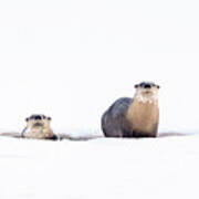 North American River Otters On The Frozen River Edge. Poster