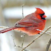 Northern Cardinal Male In Winter Poster