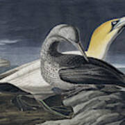 Northern Gannet, Morus Bassanus By Audubon Poster