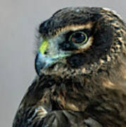 Northern Harrier Head Shot 3 Poster