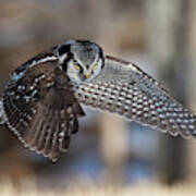 Northern Hawk Owl Hunting, Poster