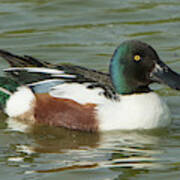 Northern Shoveler Poster