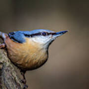 Nuthatch 01 Poster