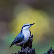 Nuthatch On The Spot Poster