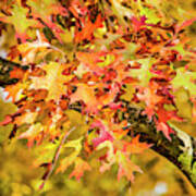 Oak Leaves Color Explosion Poster