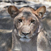 Okavango Lioness Poster