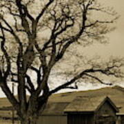 Old Shanty In Sepia Poster