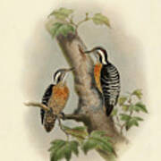 Orange-breasted Pygmy Woodpecker Poster