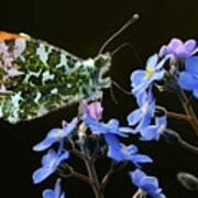 Orange-tip Butterfly Poster