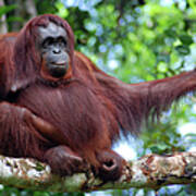 Orangutan Borneo Poster