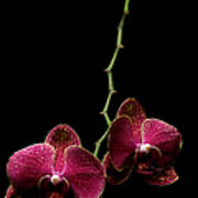 Orchid Poster