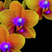 Orchid Study Ten Poster