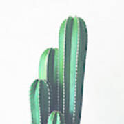 Organ Pipe Cactus Poster