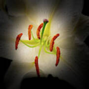 Oriental Lily Poster