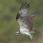 Osprey In Flight Poster