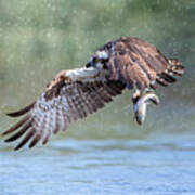 Osprey Poster