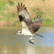 Osprey With Trout Poster