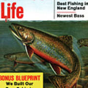 Outdoor Life Magazine Cover May 1960 Poster