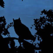 Owl At Night Poster