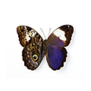Owl Butterfly Poster