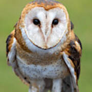 Owl Portrait Poster