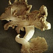 Oyster Mushrooms Still Life Poster