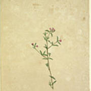 Page 252. Unidentified Plant, C.1803-06 Poster