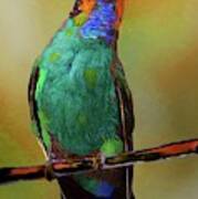 Painted Hummingbird Poster