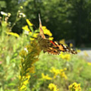 Painted Lady And Goldenrod 1 Poster