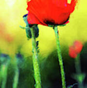 Painted Poppy Abstract Poster
