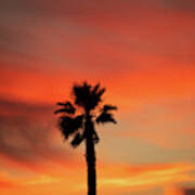 Palm Tree At Sunset Poster