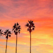 Palm Trees At Sunset In La Jolla, California Poster