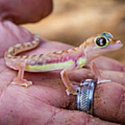Palmato Gecko, Namib Desert Poster