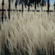 Pampas Grass And Iron Poster