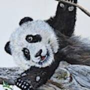 Panda Play Poster