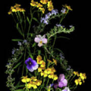 Pansy, Rosemary & French Tarragon Poster