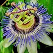 Passion Flower Bee Delight Poster