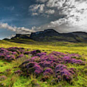 Pasture With Blooming Heather In Scenic Mountain Landscape At The Old Man Of Storr Formation On The Poster