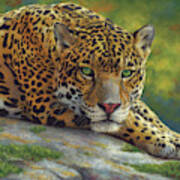 Peaceful Jaguar Poster