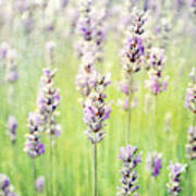 Peacefulness Of Lavender Poster